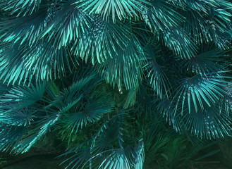 Abstract Mallorca endemic fan palm Chamaerops humilis teale