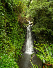 Rain Forest Waterfall