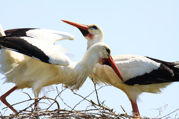 Two storks in a nest on a tree