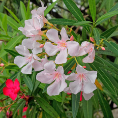 pink oleander bunch close up 