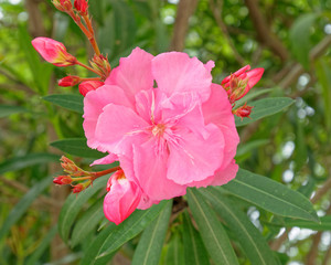 vibrant pink oleander flower close up on the garden