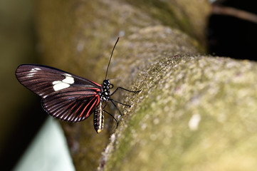 butterfly on leaf