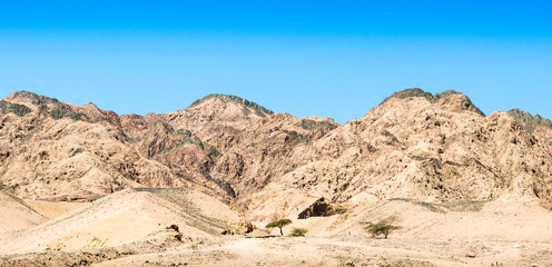 Fototapeta na wymiar trees in the desert of egypt against the backdrop of high rocky mountains