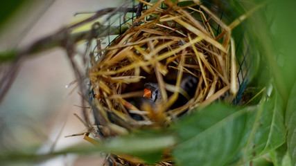 a bird in an artificial nest in captivity incubates eggs