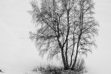 paesaggio invernale con albero di Betulla (Betula pendula) nella neve in BN