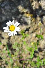 daisy in the grass