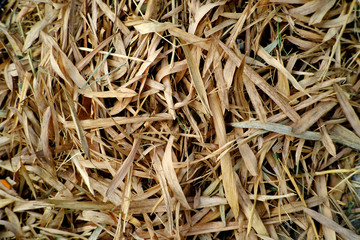 dry bamboo leaf