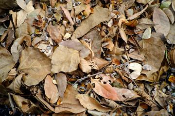 closeup pile of dry leaf