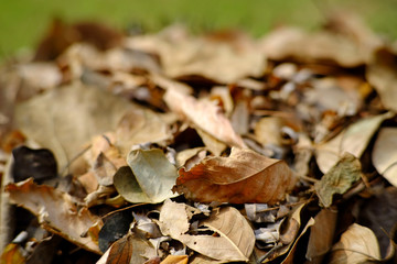 closeup pile of dry leaf