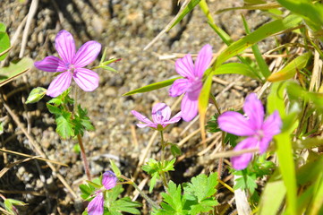 spring crocus flowers