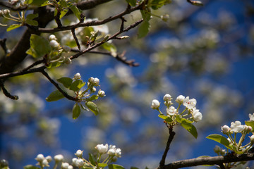 wei&szlig;e Bl&uuml;te unter blauen Himmel
