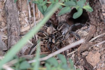 A Tasmanicosa Wolf Spider in its hole on Red Hill Nature Reserve, Canberra, Australia in April 2019