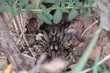 A Tasmanicosa Wolf Spider in its hole on Red Hill Nature Reserve, Canberra, Australia in April 2019