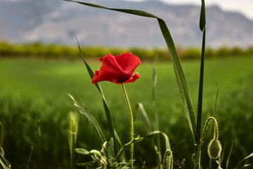 Red flower and green field