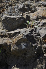 rock and moss