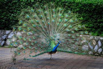 Obraz premium Pfau schlägt ein Rad, Pavo cristatus, 