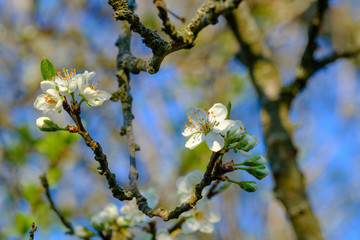 Blühender Apfelbaum (Malus domestica)