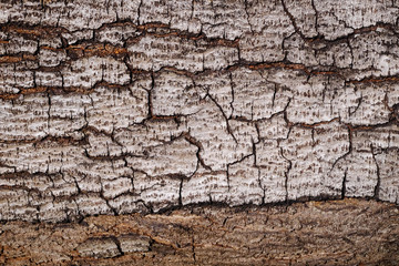bark of tree texture