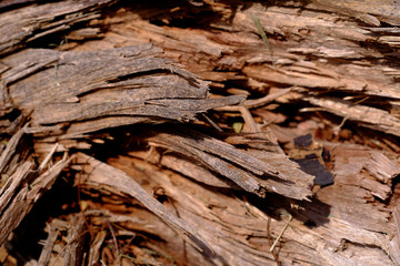 damage bark of tree closeup