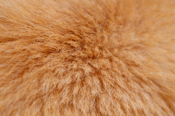 closeup dog fur texture
