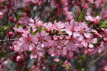  Peach bloomed bright pink flowers on a sunny spring day