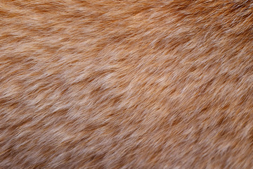 closeup dog fur texture