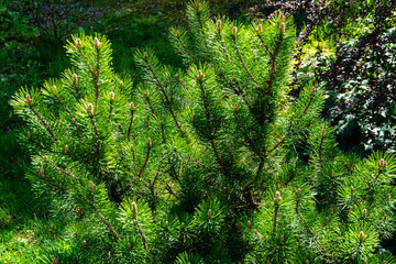 Obraz premium Young shoots of mountain pine Pinus mugo Pumilio. Small and fluffy. Sunny day in spring garden. Nature concept for design. Selective focus