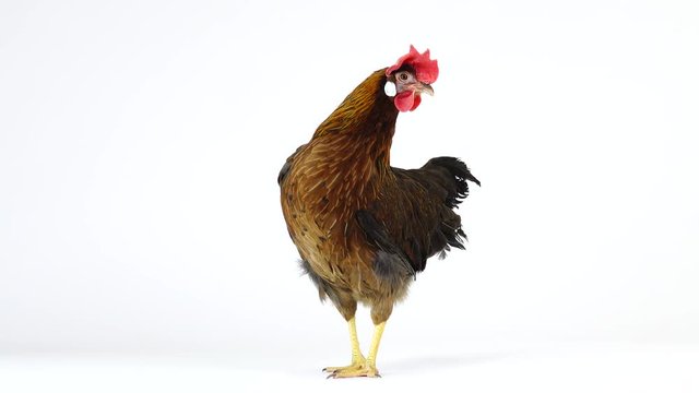 cluck Italian partridge chicken isolated on white screen. sound