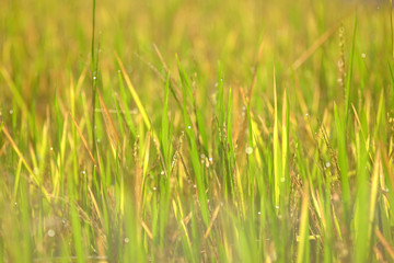 green leaf of rice plant in the field with bokeh of morning light