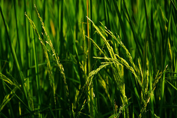 green leaf of rice plant in the field with bokeh of morning light