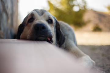 Spanish mastiff lying down