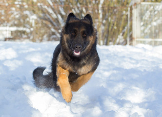 Naklejka premium german shepherd dog in snow