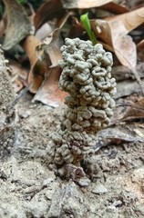 Earthworm home