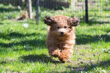 little havanese dog in nature