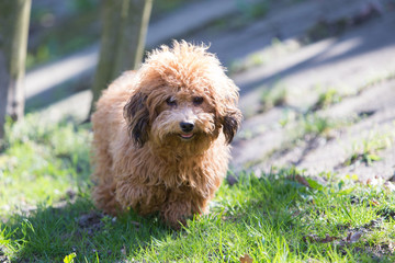 Fototapeta premium little havanese dog in nature