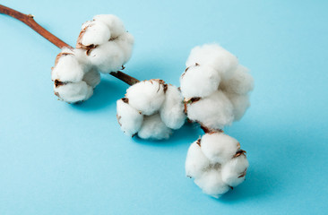 Cotton branch on color background