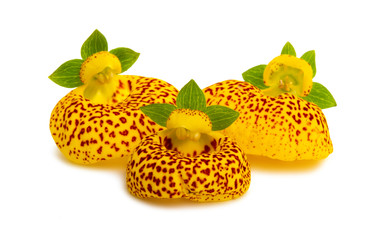 Calceolaria isolated
