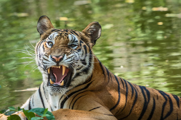 Portrait of tiger.