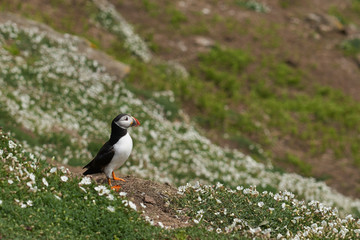 Atlantic puffin (Fratercula arctica) in spring on Skomer Island off the coast of Pembrokeshire in Wales, United Kingdom        