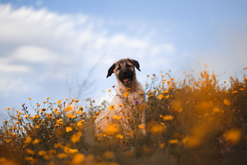 Puppy spanish mastiff in a field of yellow flowers