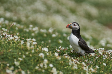 Atlantic puffin (Fratercula arctica) in spring on Skomer Island off the coast of Pembrokeshire in Wales, United Kingdom        