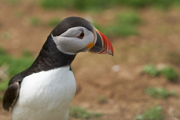 Naklejka premium Atlantic puffin (Fratercula arctica) in spring on Skomer Island off the coast of Pembrokeshire in Wales, United Kingdom 