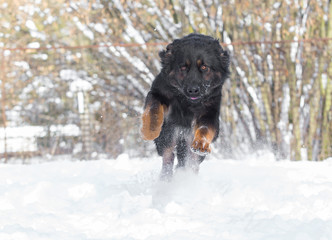 german shepherd dog in snow