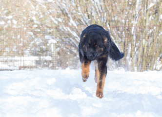german shepherd dog in snow