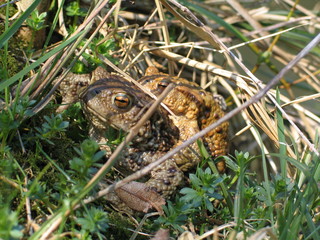 Steyrling - Austria