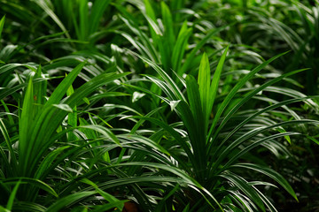 pandan leaf in garden with morning light