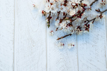 Branches of white flowers - apricots and yellow stamens on a white, wooden background. Place for text. The concept of spring has come.