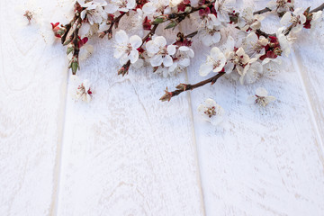 Branches of white flowers - apricots and yellow stamens on a white, wooden background. Place for text. The concept of spring has come.