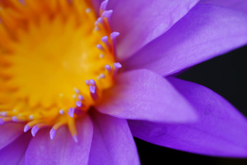 closeup pollen and petal of purple lotus