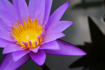 closeup pollen and petal of purple lotus
